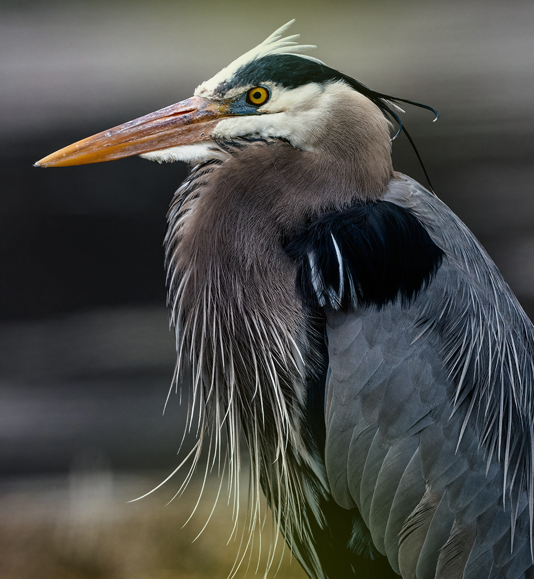 blueheron-1080-1170.png